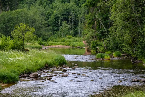 Aliran Berbatu Sungai Jauh Hutan Musim Panas Cuaca Hijau Dengan — Stok Foto