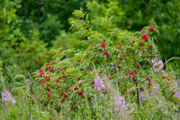夏緑の草原 ラトビアの晴れた日 — ストック写真