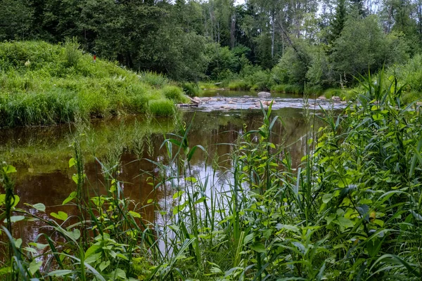 Torrente Roccioso Fiume Profondo Nella Foresta Estate Tempo Verde Con — Foto Stock