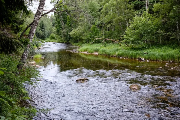 Rocky Ström Floden Djupt Skogen Gröna Sommarväder Med Sandstensklippor Och — Stockfoto