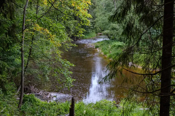 Torrente Roccioso Fiume Profondo Nella Foresta Estate Tempo Verde Con — Foto Stock