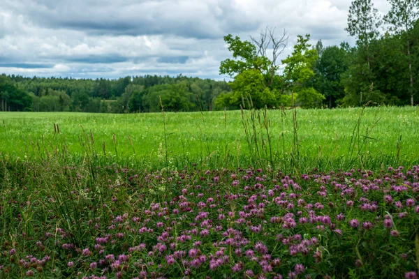 Zomer Groene Weide Zonnige Dag Letland — Stockfoto