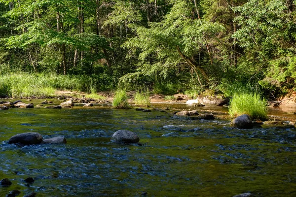 Rocky Proud Řeky Hluboko Lese Zelené Letní Počasí Pískovcovými Útesy — Stock fotografie