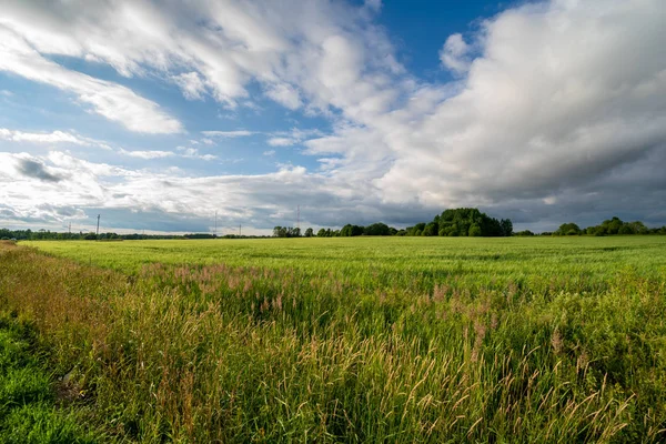 Kontrast Regenwolken Über Grünen Wiesen Und Einigen Bäumen Sommer — Stockfoto