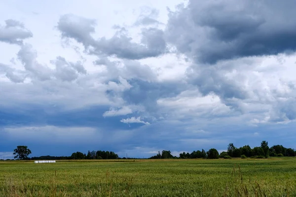 緑の草原 夏にいくつかの木のコントラスト雨嵐の雲 — ストック写真