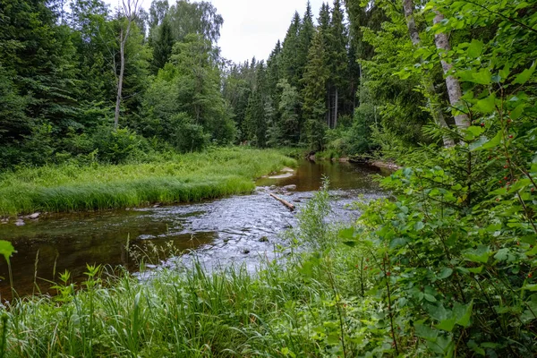 Ruisseau Rocheux Rivière Profondément Dans Forêt Par Temps Vert Été — Photo