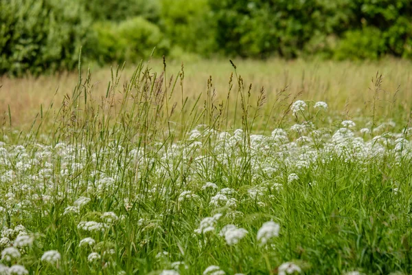 Sommerblumenmuster Auf Der Grünen Wiese Texturierte Hintergrunddetails Der Natur — Stockfoto