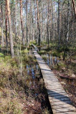 su yeşil yaz orman çevresinde göl ile ahşap ve kompozit malzeme ayak köprüden