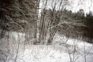 Kışın kar ile geç gün batımından önce akşam, vahşi orman