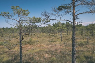 su havuzları ve küçük çam ağaçları parlak günde, güzel bataklık yatay