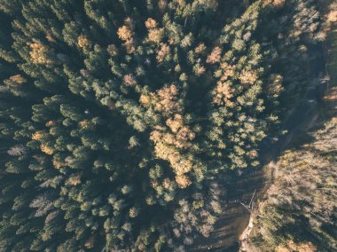 drone görüntü. sonbahar renkli ormandaki dalgalı Nehri'nin havadan görünümü. Letonya - vintage eski film bakmak Gauja Nehri