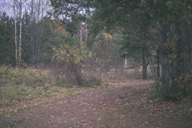 kısa bir süre önce kış, donuk sonbahar renkleri ve ağaç gövdeleri - vintage eski film bakmak ile boş park dallarında son renkli yaprakları ile yalnız ağaçlar