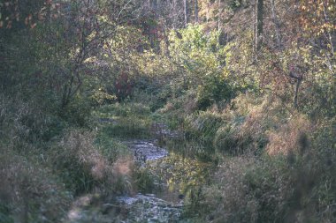 sonbahar renkli ağaçlar ve dalları bir su parkı bırakır. vintage eski film ülke yan yatay görünüm - bak