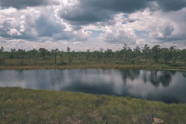su havuzları ve küçük çam ağaçları parlak günde, güzel bataklık yatay