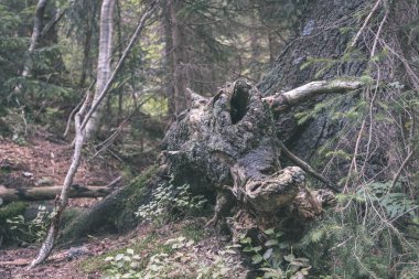 doğal ortamda yaş çizgilerle düşmüş kırık ağacının kuru ağaç gövdesi yakından görmek 