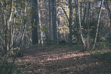 Bazı renkli yaprakları ve parlak gökyüzü - vintage eski film bakmak ile geç sonbaharda ormanda doğal turistik iz