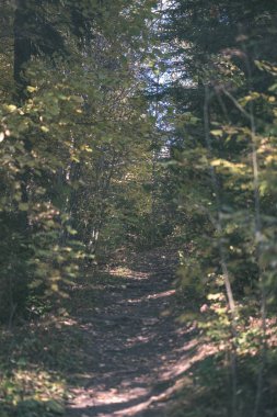 Park sarı yapraklar arasında ağaç gövdeleri içinde sonbahar boş ülkede yol kapalı. sonbahar renkleri - vintage eski film bakmak