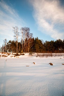 Kışın kar ile geç gün batımından önce akşam, vahşi orman