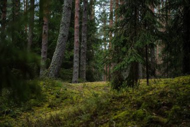 Ladin ve çam ağaçları ve yeşil bitki örtüsü ile karanlık sonbahar orman