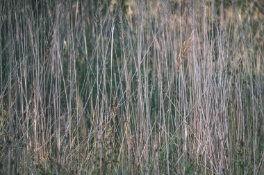 yakından görmek güzel çim bents ile sonbahar arka plan bulanıklık 