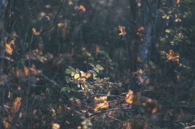 arka plan deseni sarı sonbahar ağacının yaprakları. sıcak renkler - vintage eski film bakmak