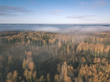 drone görüntü. hava alanları ve ormanları ile kırsal alan görünümünü sonbahar sis kaplı. Letonya - vintage eski film bakmak