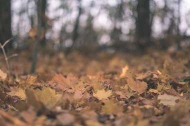arka plan deseni sarı sonbahar ağacının yaprakları. sıcak renkler - vintage eski film bakmak
