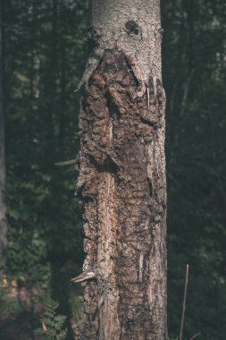 doğal ortamda yaş çizgilerle düşmüş kırık ağacının kuru ağaç gövdesi yakından görmek 