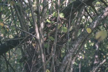 renkli ağaç yemyeşil desen ormanda şube ve güneş ışığı ile kırsal - vintage eski film bakmak erken sonbahar doğada yaprak