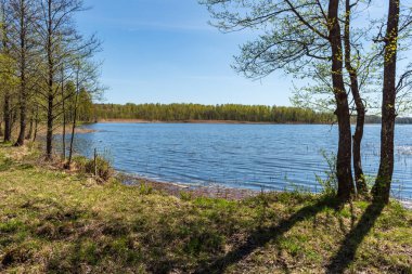 göl kıyısı ile yeşil yaz ayrı ağaçlarda