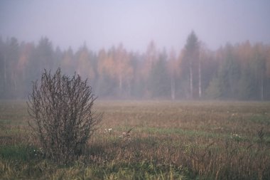 duyu veya siste çayır - vintage eski film bakmak renkli sonbaharda gizleme zihin estetik yalnız sonbahar ağaçlar hoş
