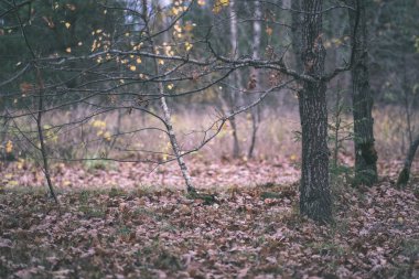 kısa bir süre önce kış, donuk sonbahar renkleri ve ağaç gövdeleri - vintage eski film bakmak ile boş park dallarında son renkli yaprakları ile yalnız ağaçlar