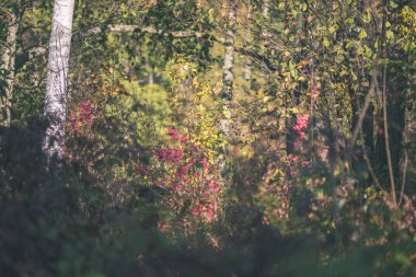 renkli ağaç yemyeşil desen ormanda şube ve güneş ışığı ile kırsal - vintage eski film bakmak erken sonbahar doğada yaprak