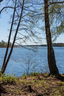 göl kıyısı ile yeşil yaz ayrı ağaçlarda