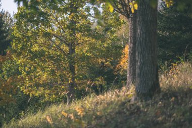 renkli ağaç yemyeşil desen ormanda şube ve güneş ışığı ile kırsal - vintage eski film bakmak erken sonbahar doğada yaprak