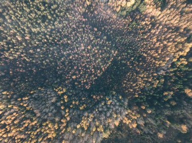 drone görüntü. Sonbahar kırsal alanda yukarıdan ormandaki sarı ve kırmızı renkli ağaçlar ile hava görünümünü. Letonya, gün Derma düşme - vintage eski film bakmak