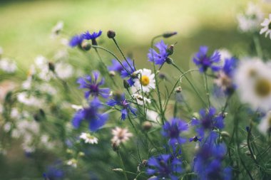 papatya çiçek yaz aylarında yakın çekim shot