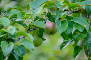 armut ağaç dalları armut yeşil yaz gün yağmurla dolu