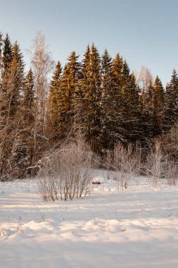 Kışın kar yüksek düzeyde ile geç gün batımından önce akşam, vahşi orman
