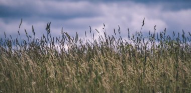 yaz yeşil çayır çim ve çiçek soyut desenli. güneşli bir günde Letonya