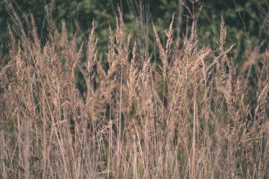 yakından görmek güzel çim bents ile sonbahar arka plan bulanıklık 