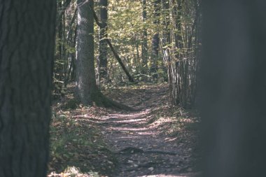 Park sarı yapraklar arasında ağaç gövdeleri içinde sonbahar boş ülkede yol kapalı. sonbahar renkleri - vintage eski film bakmak