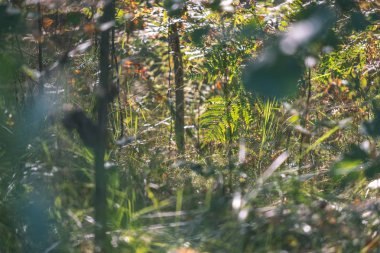 güzel ağaç yaprakları ve dalları erken sonbahar ormandaki yakından görmek 