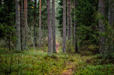Ladin ve çam ağaçları ve yeşil bitki örtüsü ile karanlık sonbahar orman