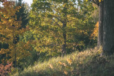 renkli ağaç yemyeşil desen ormanda şube ve güneş ışığı ile kırsal - vintage eski film bakmak erken sonbahar doğada yaprak