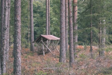 çam ağacı orman sonbaharda kuru. doku ağaç gövdeleri üzerinden nazik ve arka plan - vintage eski film bakmak bulanıklık