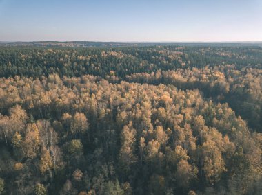 drone görüntü. Sonbahar kırsal alanda yukarıdan ormandaki sarı ve kırmızı renkli ağaçlar ile hava görünümünü. Letonya, gün Derma düşme - vintage eski film bakmak