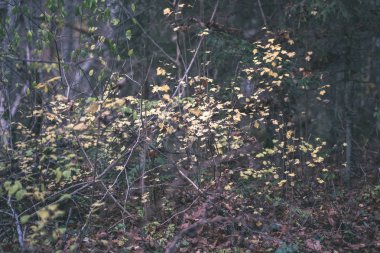 renkli ağaç yemyeşil desen ormanda şube ve güneş ışığı ile kırsal - vintage eski film bakmak erken sonbahar doğada yaprak