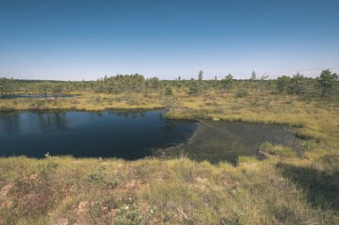 su havuzları ve küçük çam ağaçları ile mavi gökyüzü ve bazı bulutlar - vintage eski film bakmak parlak günde, boş bataklık yatay