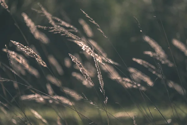 Трава Изгибает Абстрактную Природную Текстуру Размытым Фоном Осенними Цветами Старинная — стоковое фото
